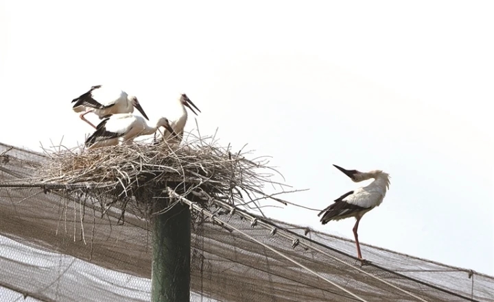 网红东方白鹳鸟妈独自喂养的幼鸟开始离巢觅食