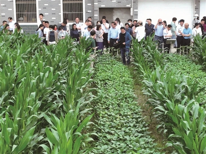 巡回观摩指导组成员在如皋磨头镇参观大豆玉米带状复合种植