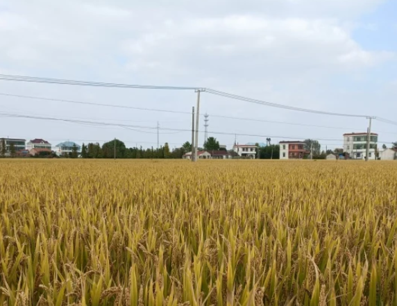 通州36.5万亩水稻迎丰收