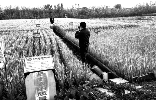 探寻丰收背后的耕地保护密码 让中国碗装上更多南通粮