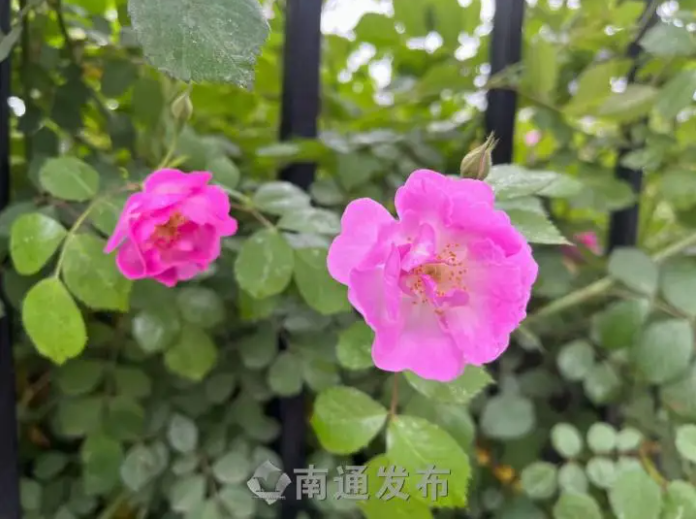 本周南通天气转好