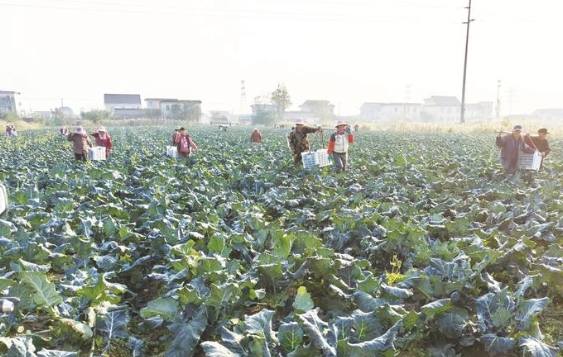 启东垦北村1200亩露地蔬菜成集体增收源泉、乡亲致富乐园——小小“一棵菜”长成“摇钱树”