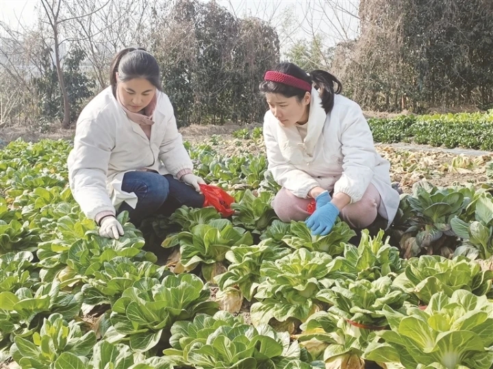 沿江农科所各学科团队深入田间地头“问诊开方”