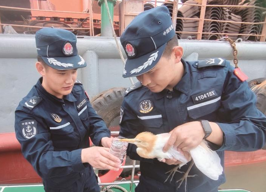国家二级保护动物牛背鹭受伤 南通海警局启东工作站救助