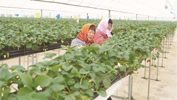 海安市高新区都市农业园荣诚有机种植智能大棚