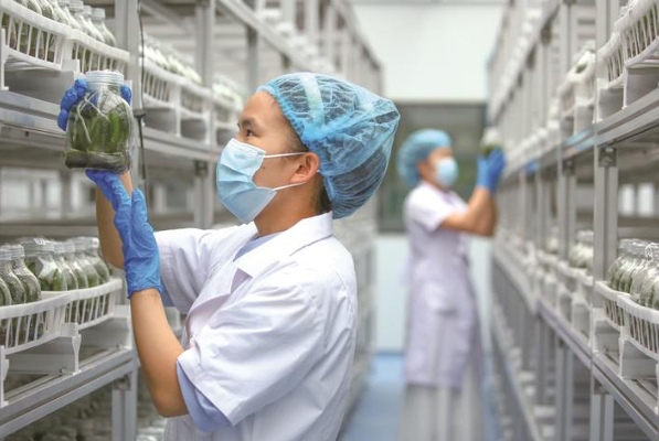 小满时节育苗忙
