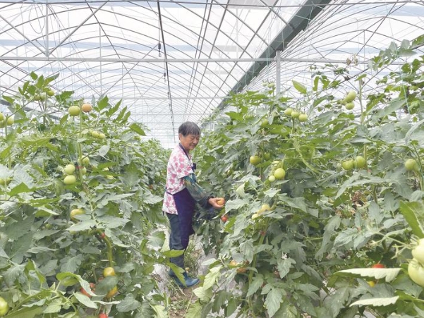 小番茄串起共富梦