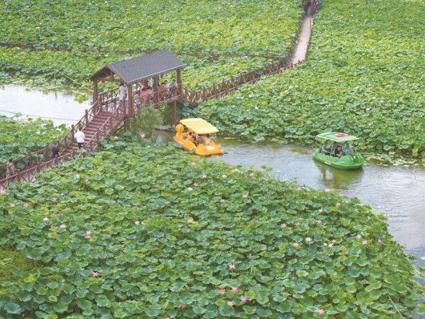 荷花盛开引客来