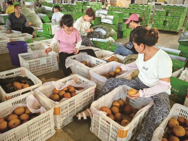 海安大公镇于坝村千亩梨园迎来丰收季