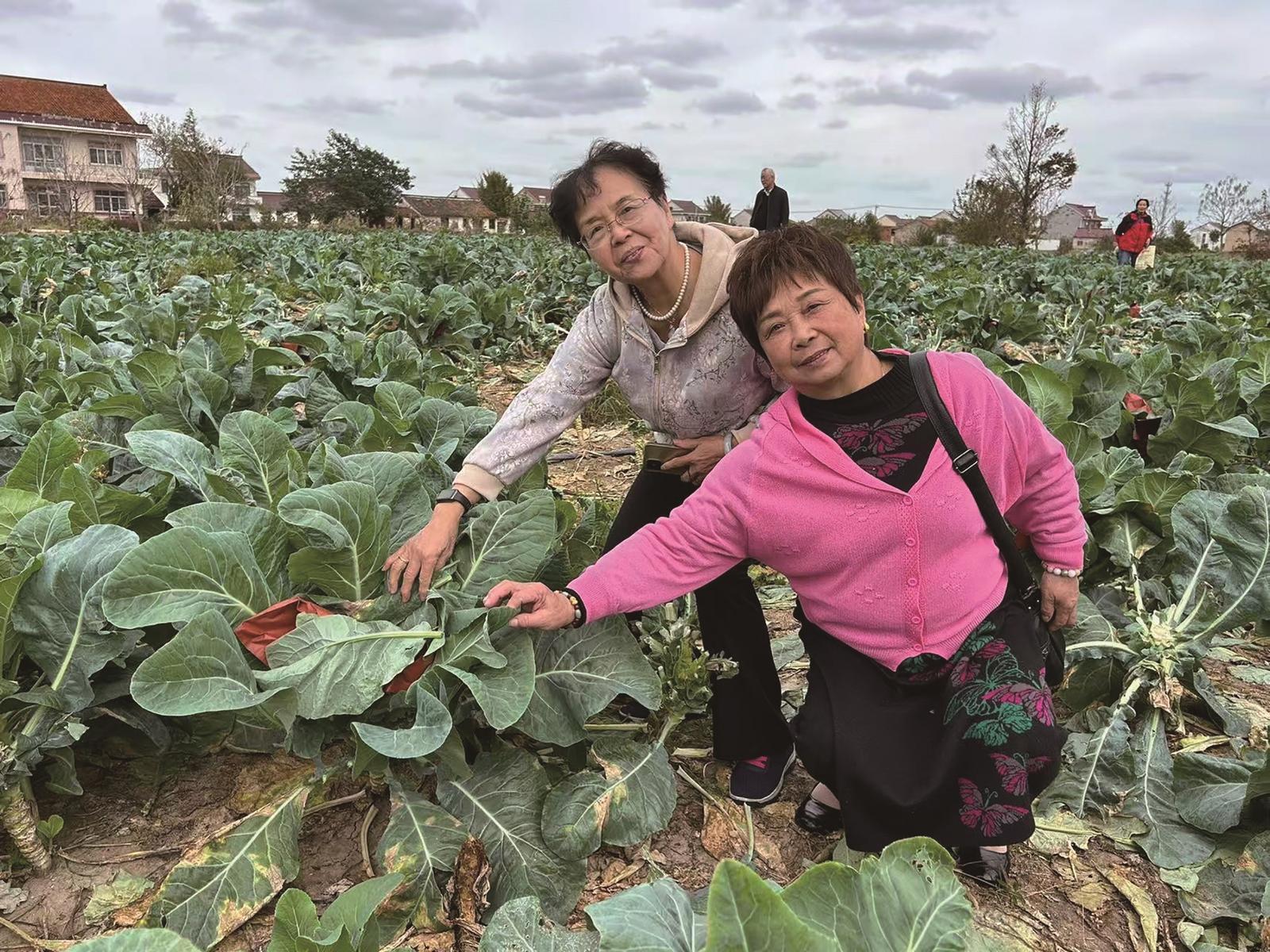 启东500余亩花菜地迎来游客万余人次——“硒”引沪上客 开出“致富花”