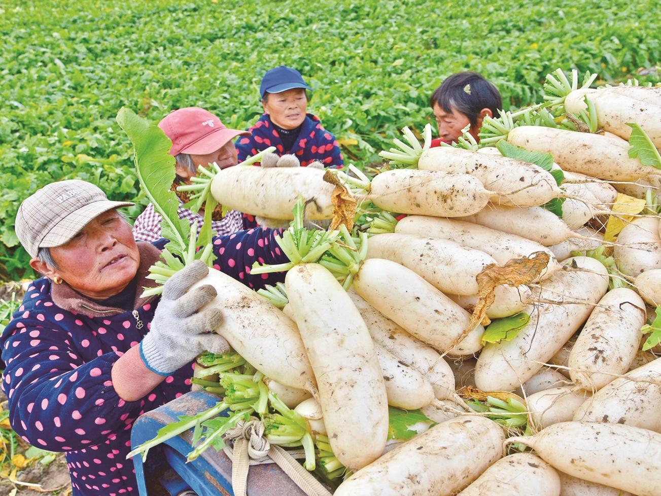 绿色无公害白萝卜迎来收获期