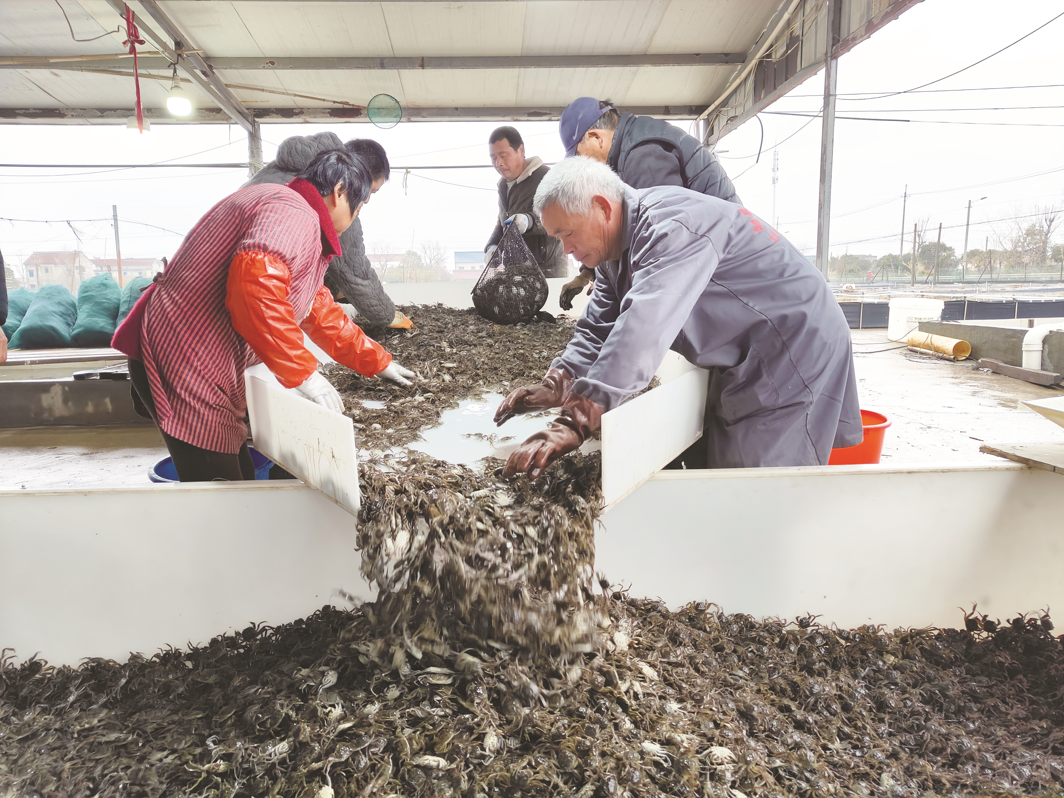 启东：这里的扣蟹“不愁卖”