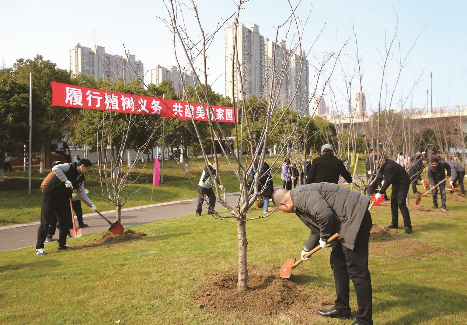 通吕运河畔栽下100株樱花树苗