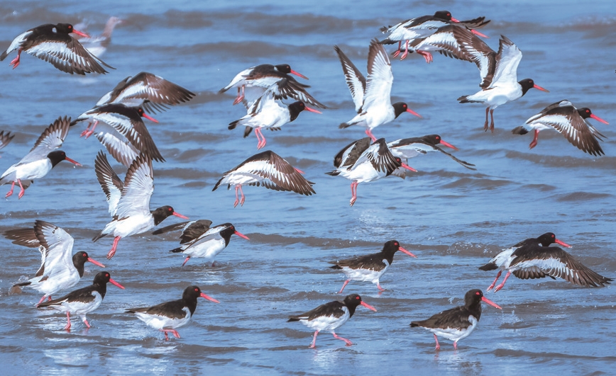 江海之畔 万鸟翔集