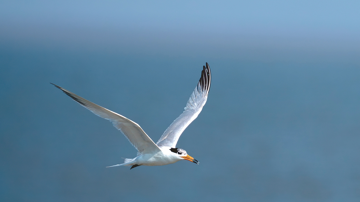 中华凤头燕鸥：“神仙之鸟”的愿望