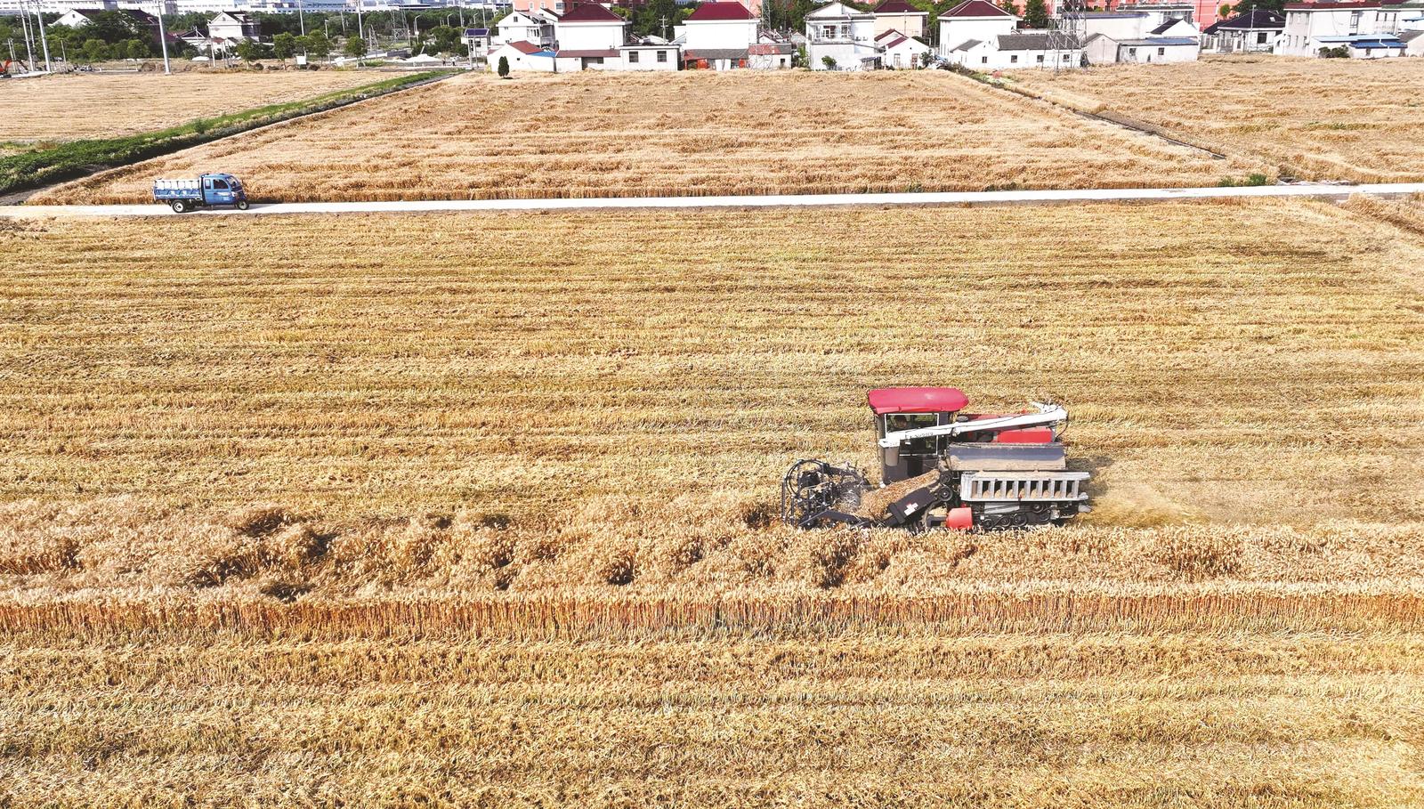全市296.7万亩小麦进入收获季