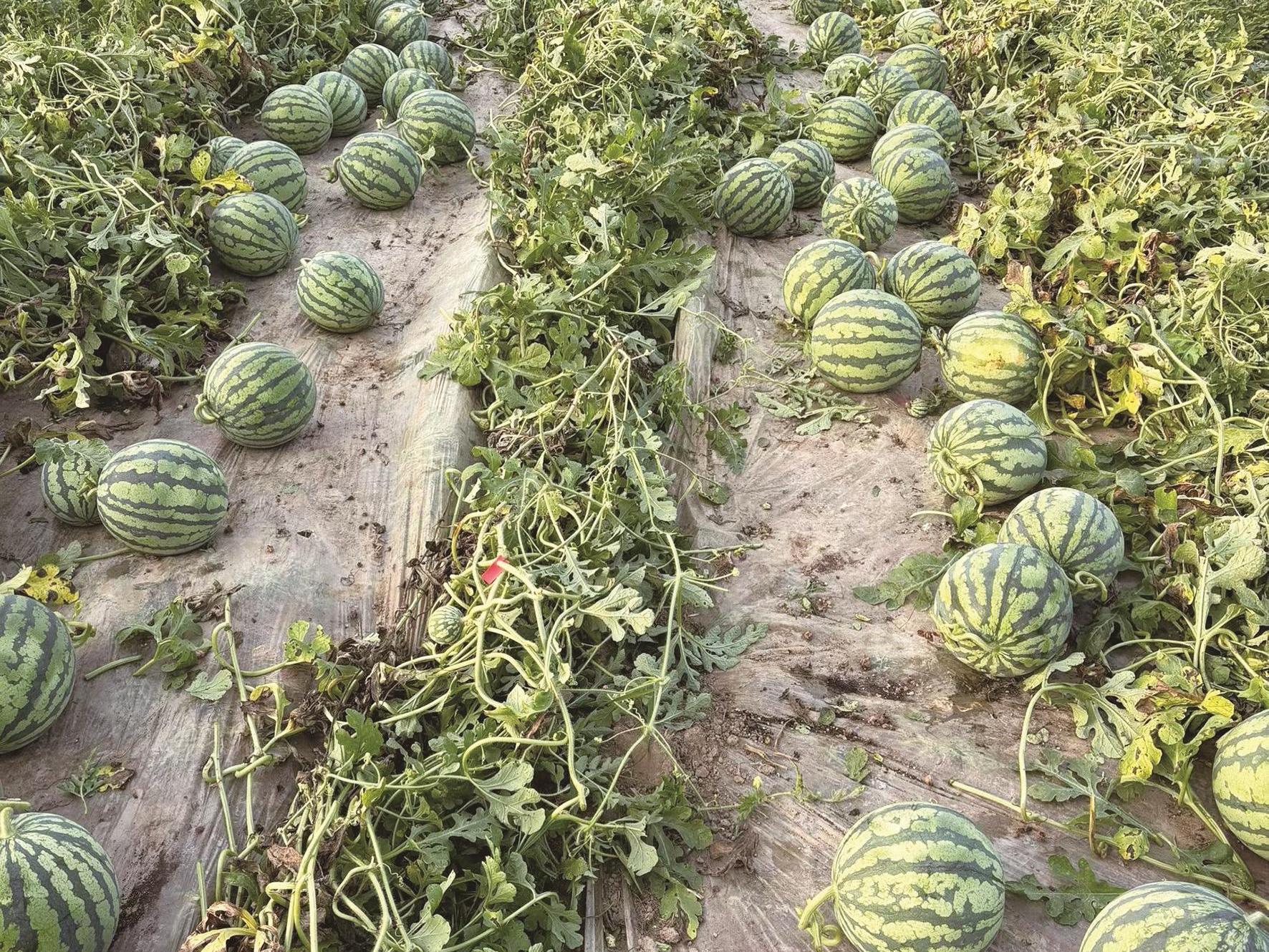 如东祝套村百亩西瓜订单不断，预计亩产超4000公斤——用坚守与汗水赢得市场口碑