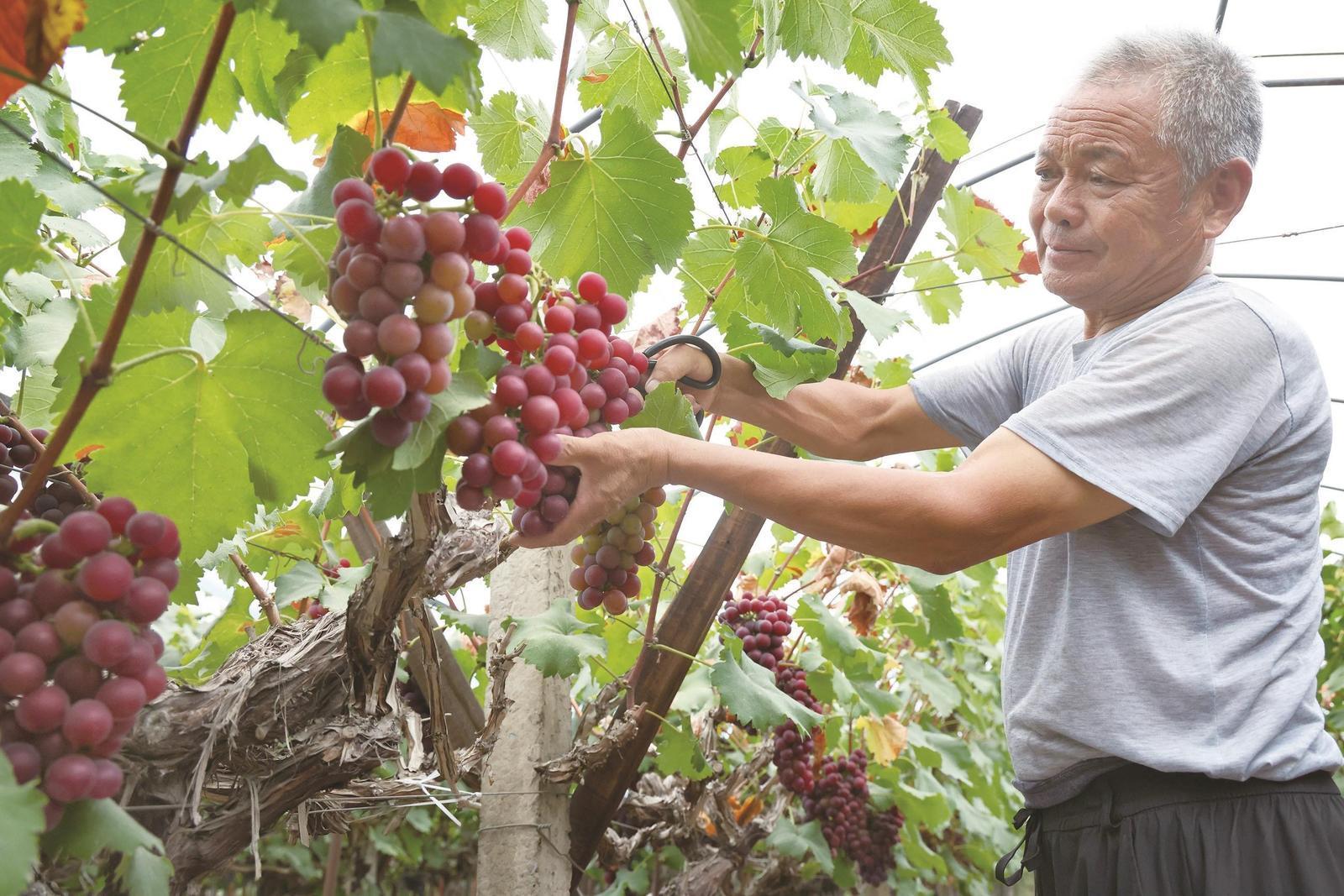 江心沙农场工人采摘葡萄供应市场
